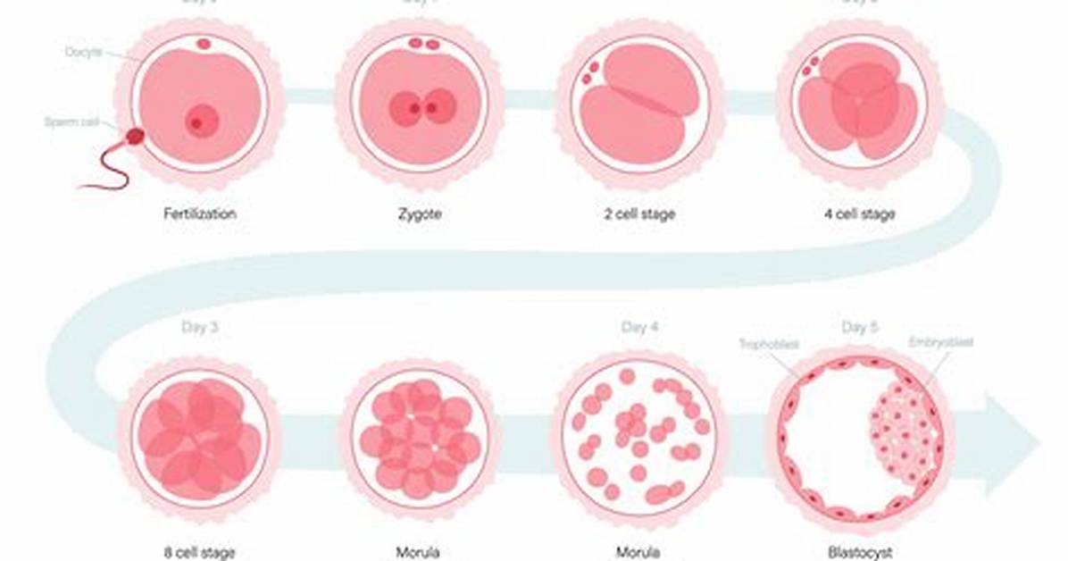 How Does Embryo Develop