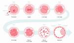 How Does Embryo Develop