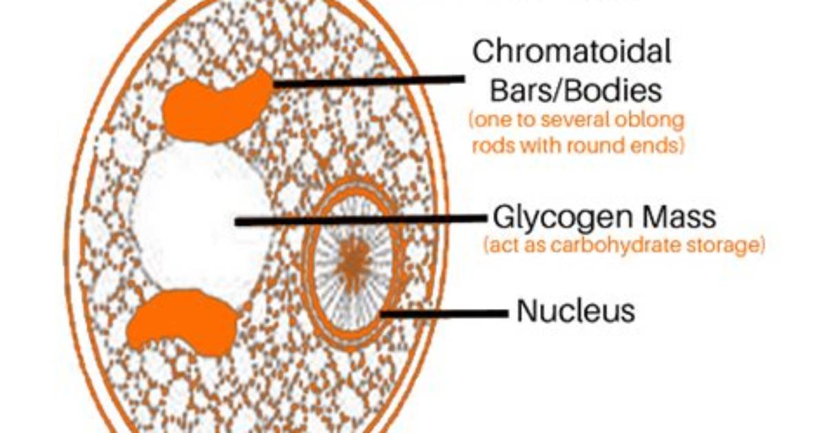 How Does Encystment Occur?