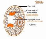 How Does Encystment Occur?
