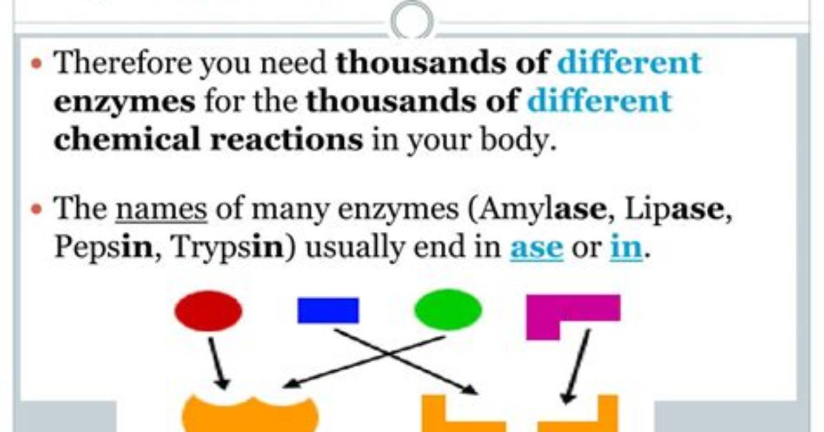 How Does Endoenzyme Work?