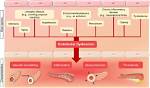 How Does Endothelial Dysfunction Cause Hypertension?