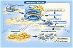 How Does Erythromycin Work?