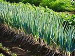 How Does Escallion Grow? | Contextresponse. Com