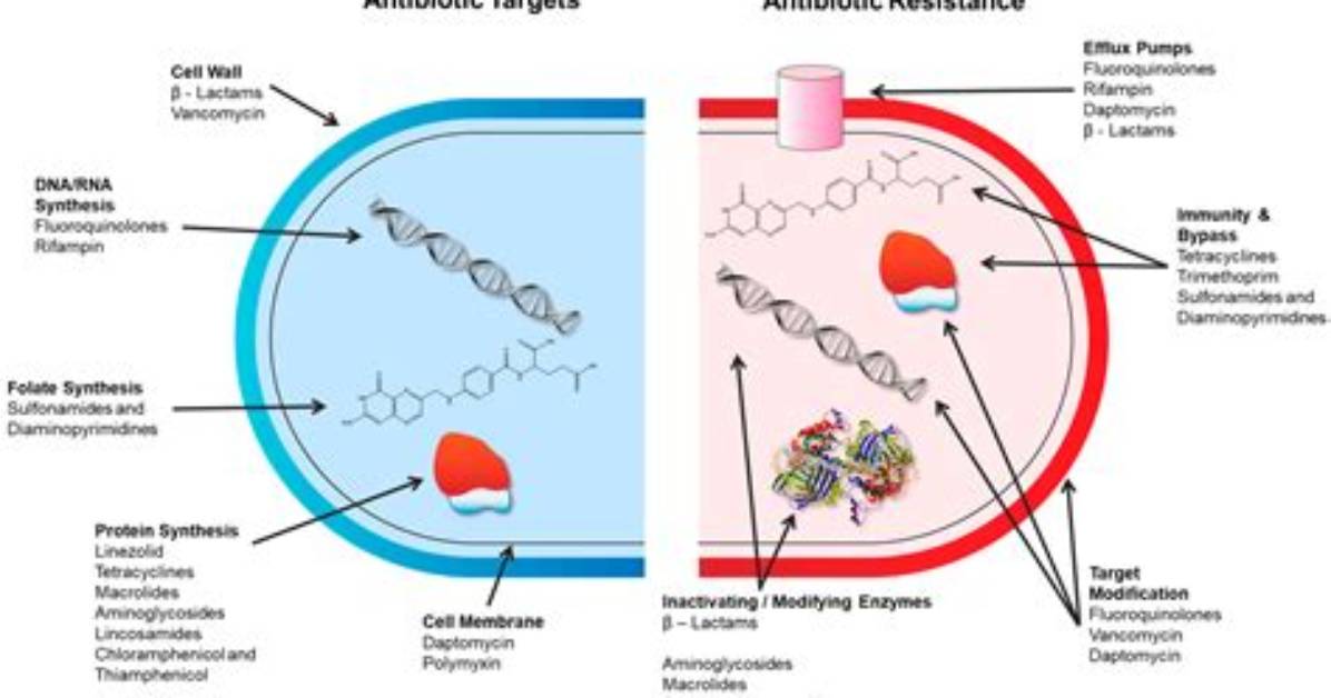 How Does Eucalyptol Kill Bacteria?