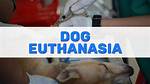 How Does Euthanasia Work?