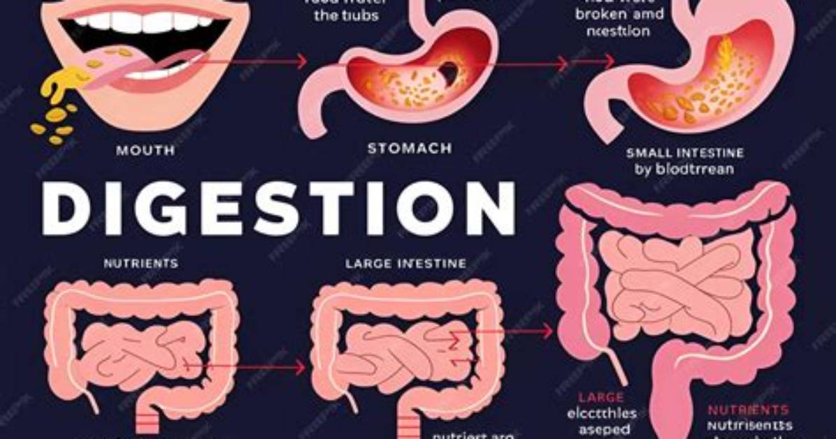 How Does Fat Get Digested