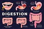 How Does Fat Get Digested
