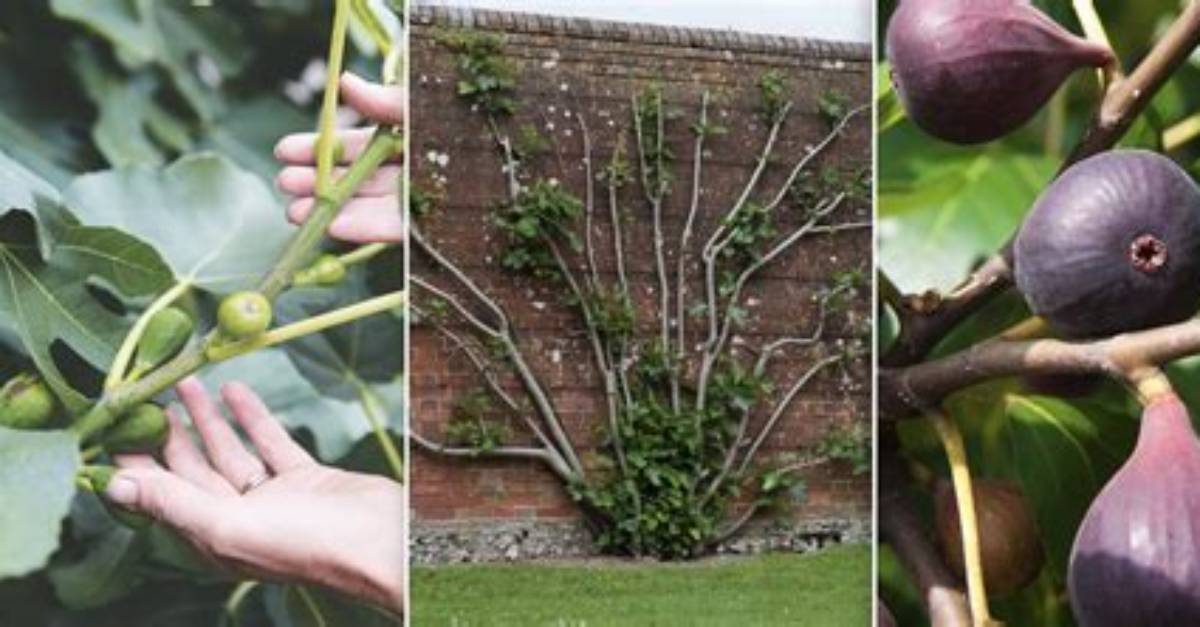 How Does Fig Fruit Grow