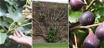 How Does Fig Fruit Grow