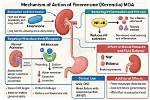 How Does Finerenone Work?