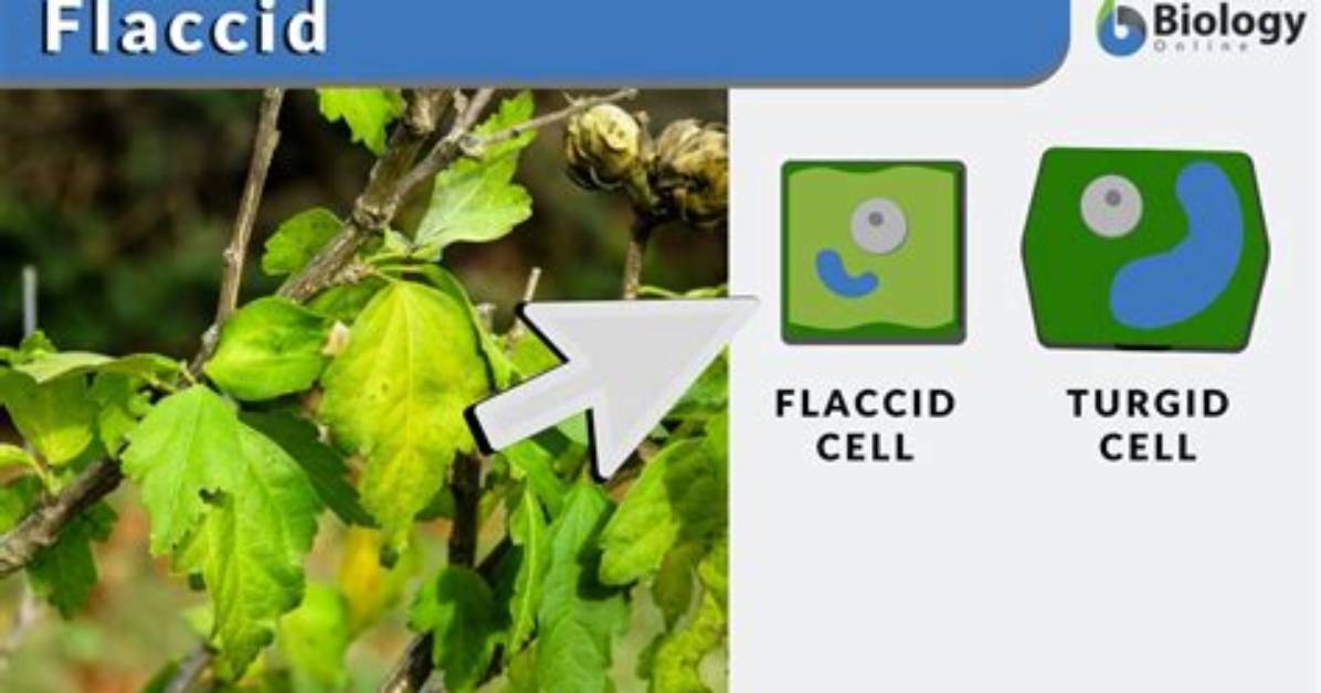 How Does Flaccid Mean?