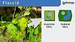 How Does Flaccid Mean?