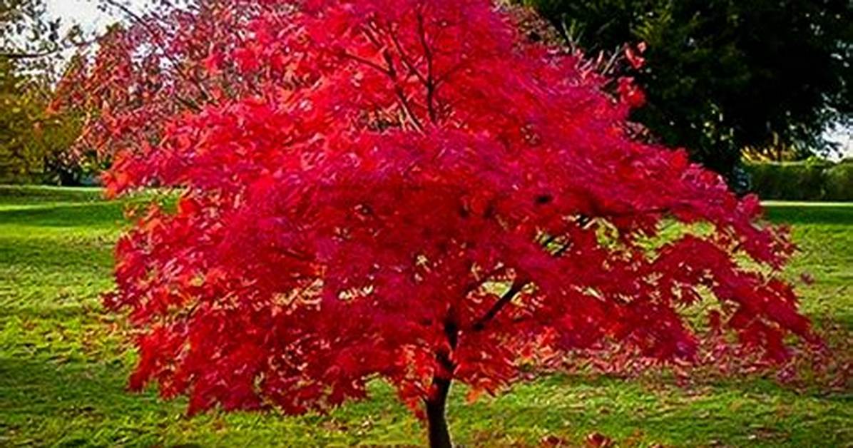How Does Flame Maple Occur