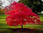 How Does Flame Maple Occur
