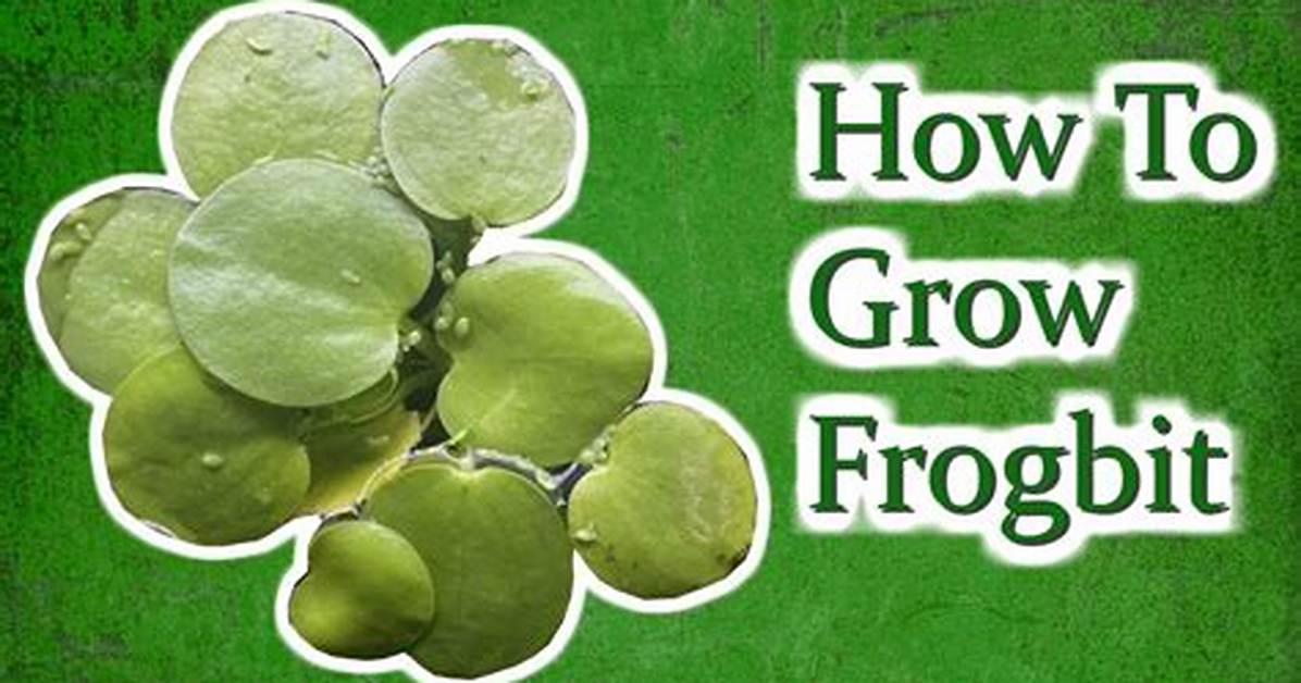 How Does Frogbit Grow?
