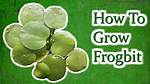 How Does Frogbit Grow?