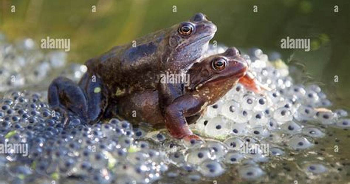 How Does Frogs Mate?