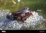 How Does Frogs Mate?