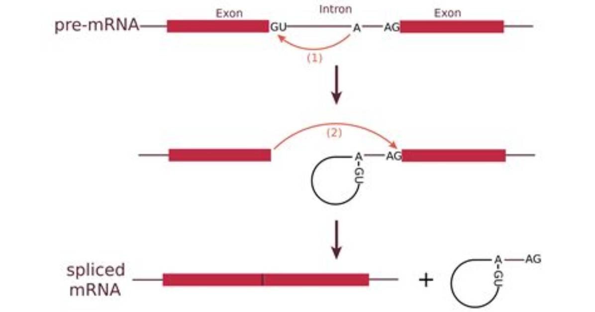 How Does Gene Splicing Work?