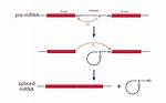 How Does Gene Splicing Work?