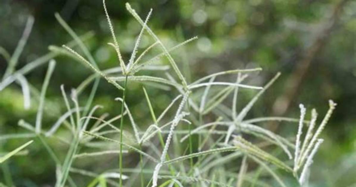 How Does Goosegrass Spread?