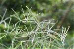 How Does Goosegrass Spread?