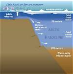 How Does Halocline Form?