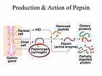 How Does Hcl Affect Pepsinogen?