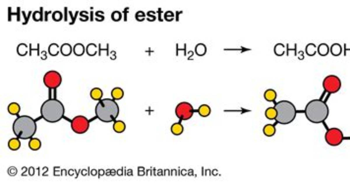 How Does Hydrolysis Work?