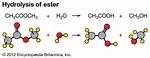 How Does Hydrolysis Work?