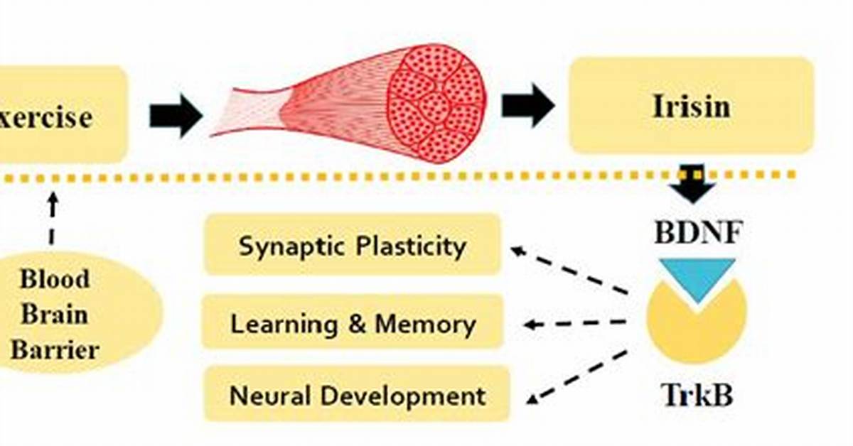 How Does Irisin Work?