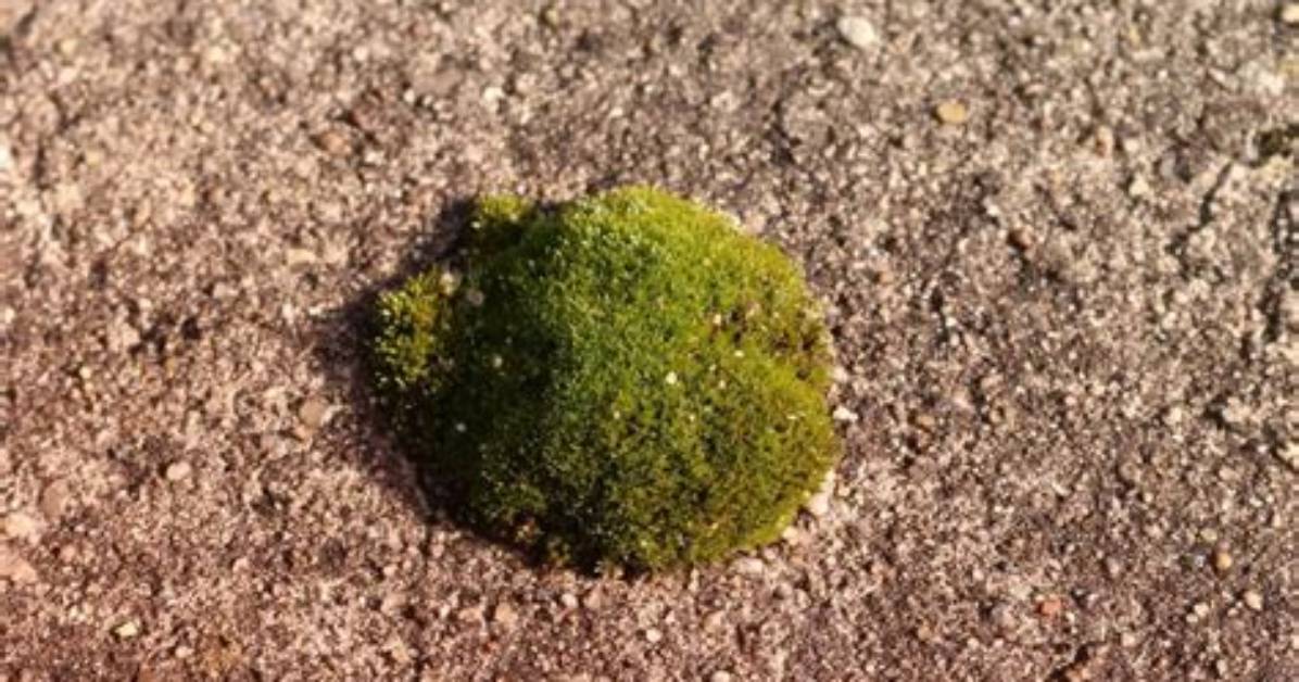 How Does Iron Kill Moss