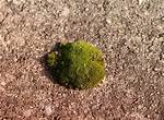 How Does Iron Kill Moss