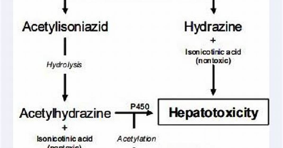 How Does Isoniazid Work?