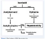 How Does Isoniazid Work?