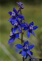 How Does Larkspur Kill Cattle?