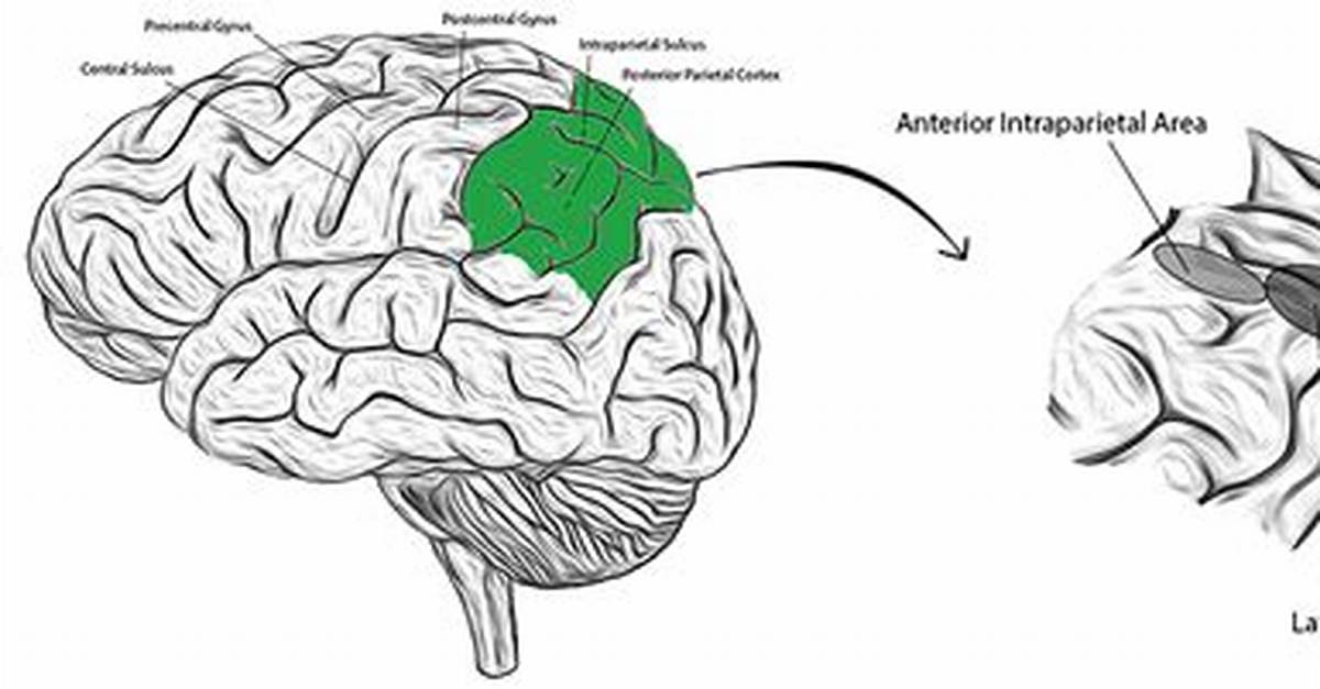 How Does Lateral Intraparietal Cortex Work?