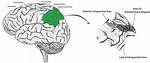 How Does Lateral Intraparietal Cortex Work?