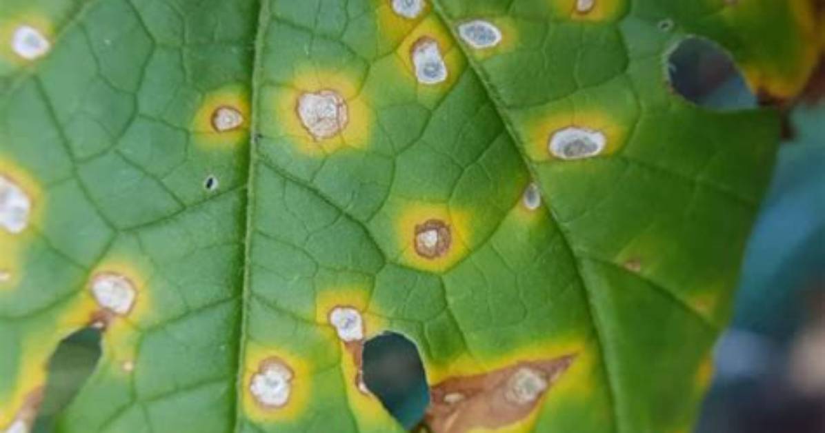 How Does Leaf Spot Spread?