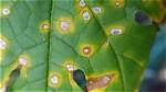 How Does Leaf Spot Spread?