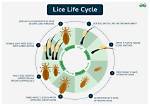 How Does Lice Mate?
