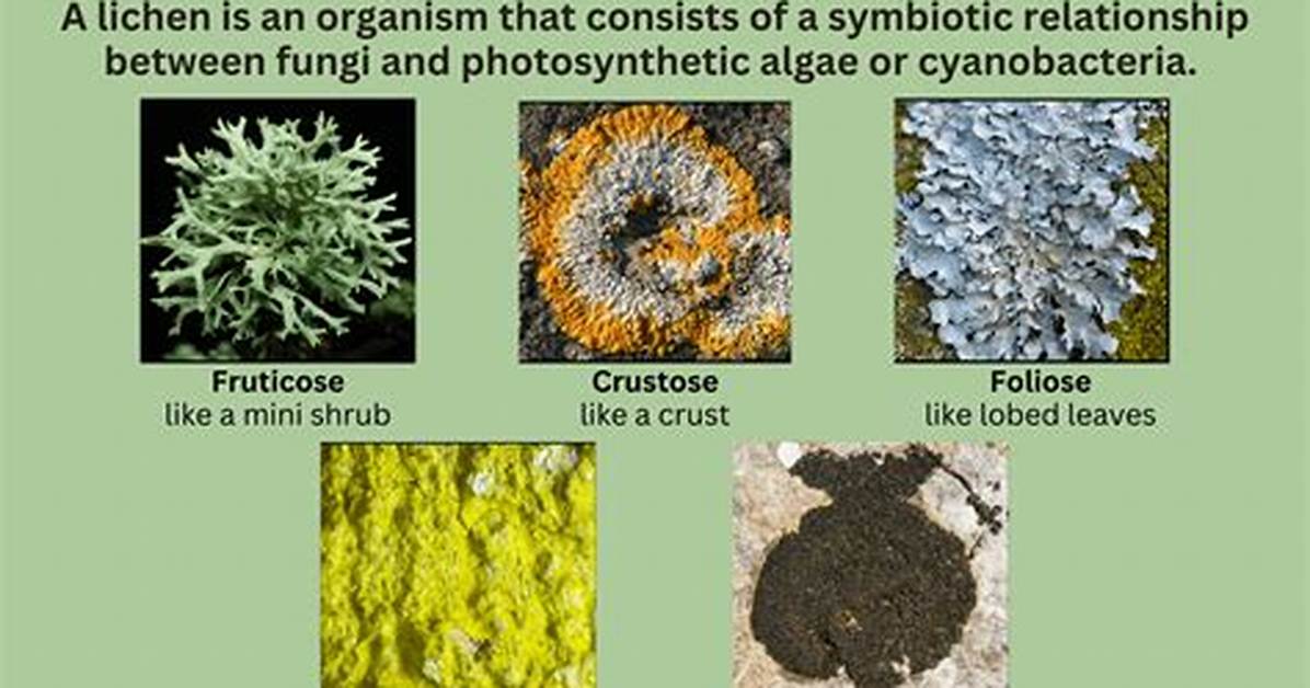How Does Lichen Make Soil