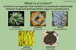 How Does Lichen Make Soil