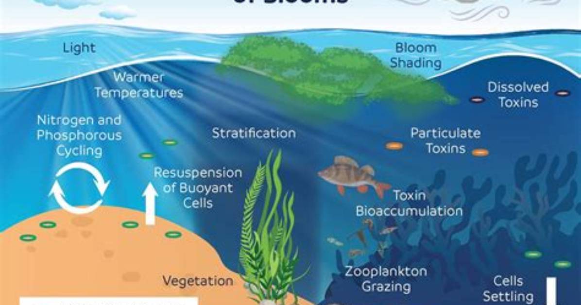 How Does Light Affect Algae?