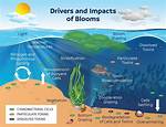 How Does Light Affect Algae?