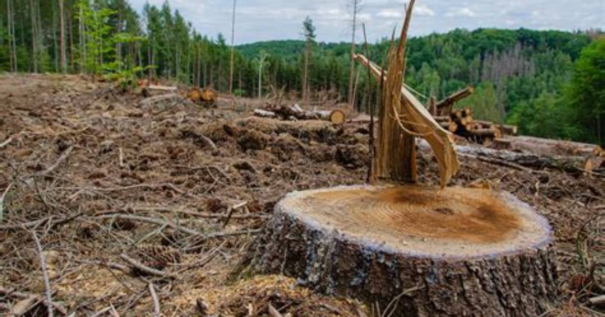 How Does Logging Cause Deforestation?