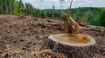 How Does Logging Cause Deforestation?