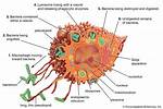 How Does Macrophage Work?