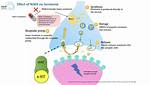 How Does Maoi Work?